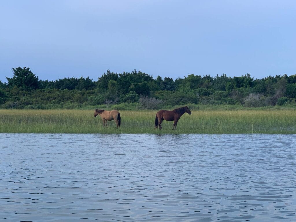 Horses on Carrot Island