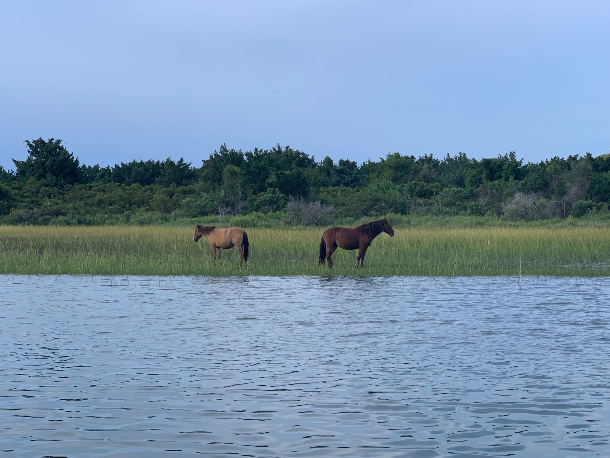 Horses on Carrot Island