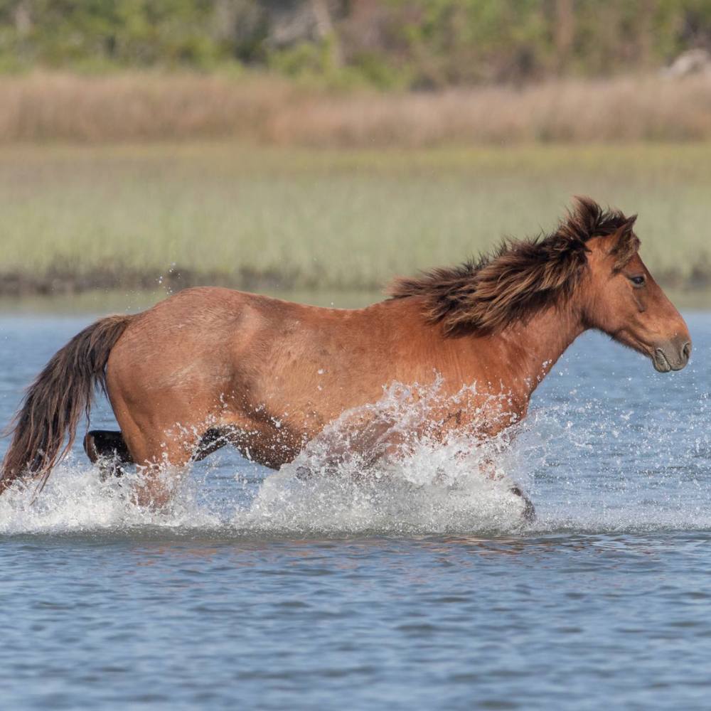 Wild horse running in water We are committed to conservation around Beaufort and beyond.
