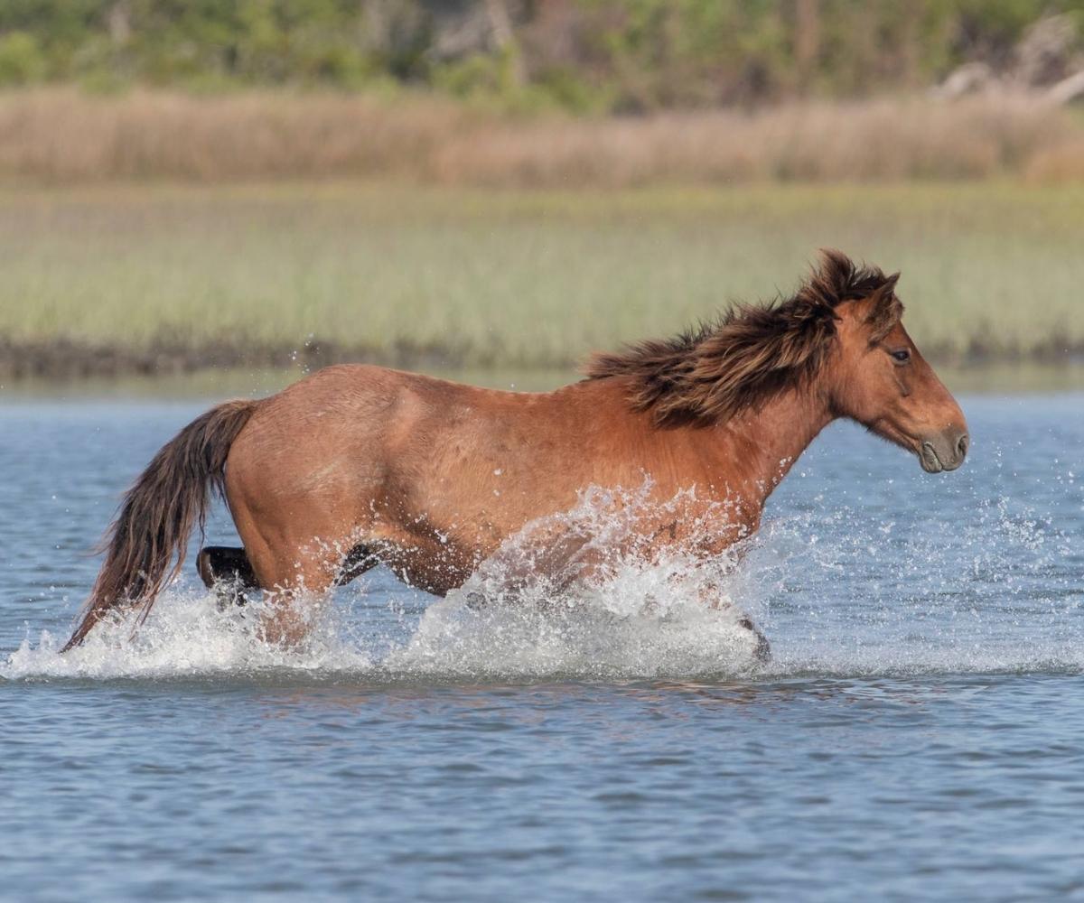 Wild horse