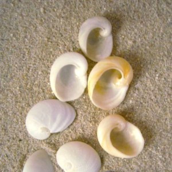 Babys Ear (Image from Mitchell's Publications - mitchellspublications.com)