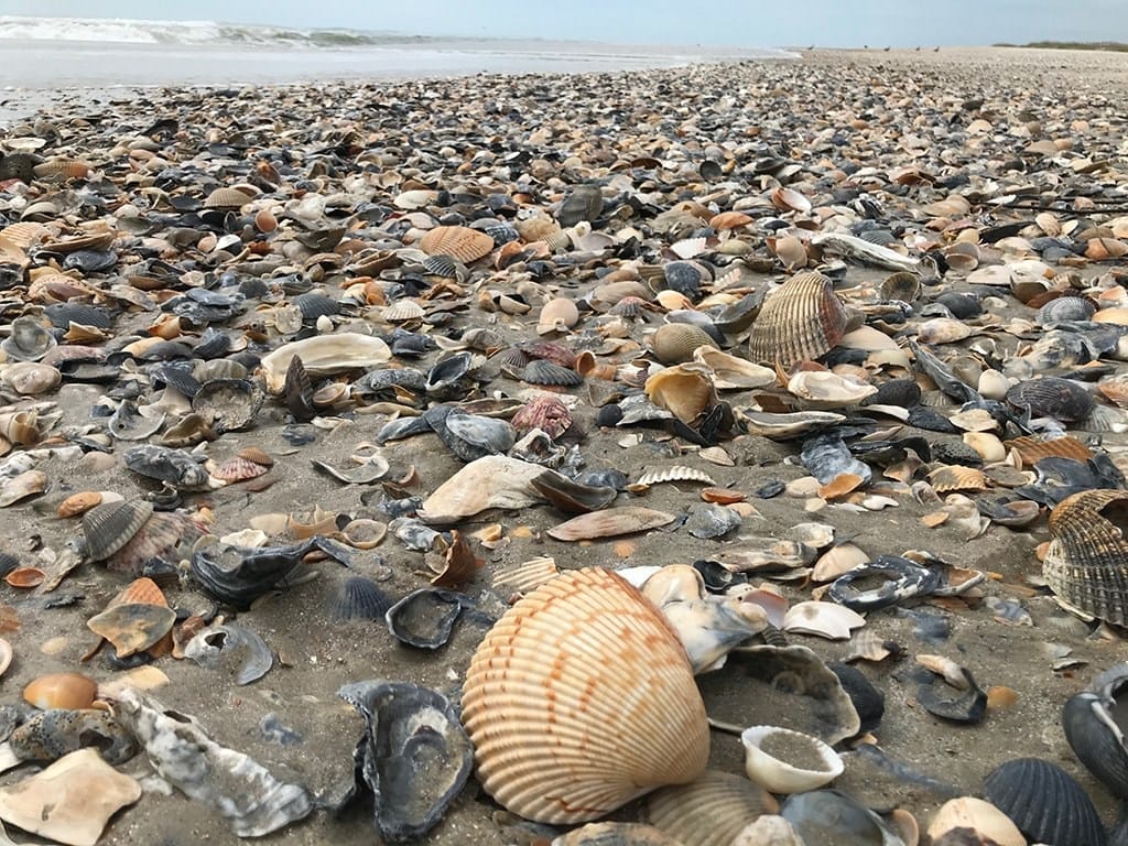 Cape Lookout Shells