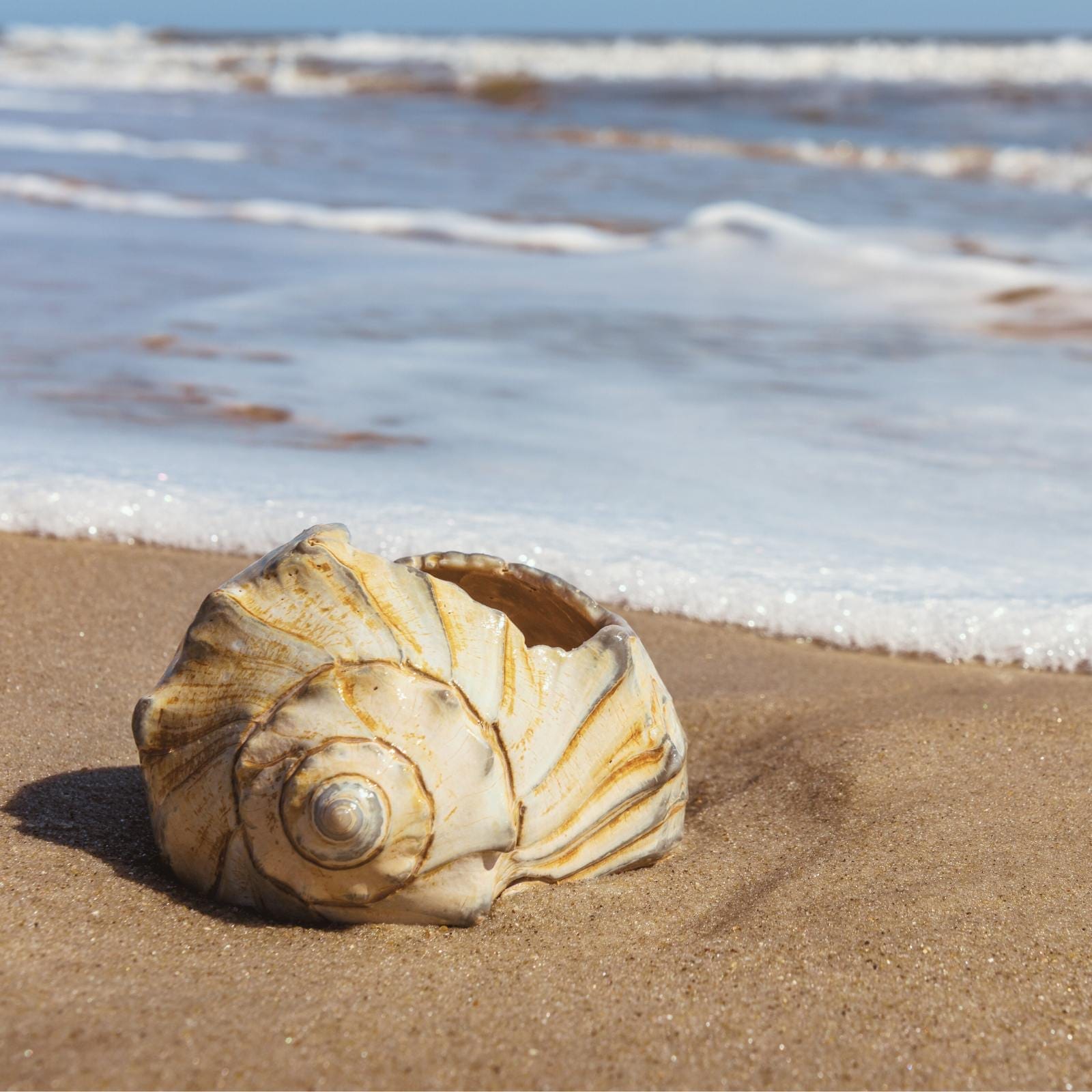 Conch shell