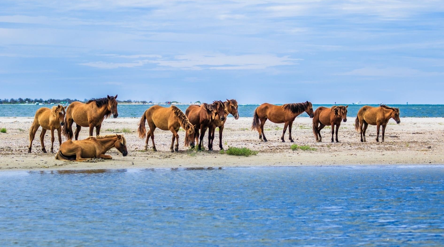 Rachel Carson Reserve - Herd of horses