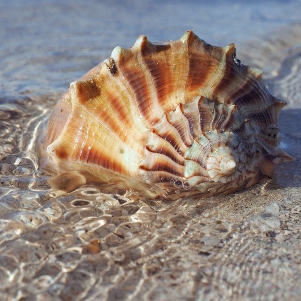 Lightning Whelk