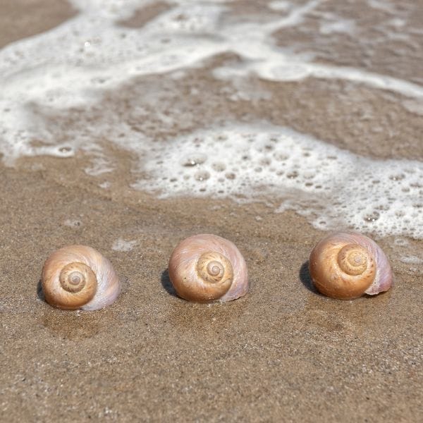 Moon Snails
