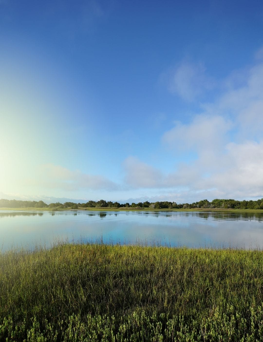 Rachel Carson Reserve