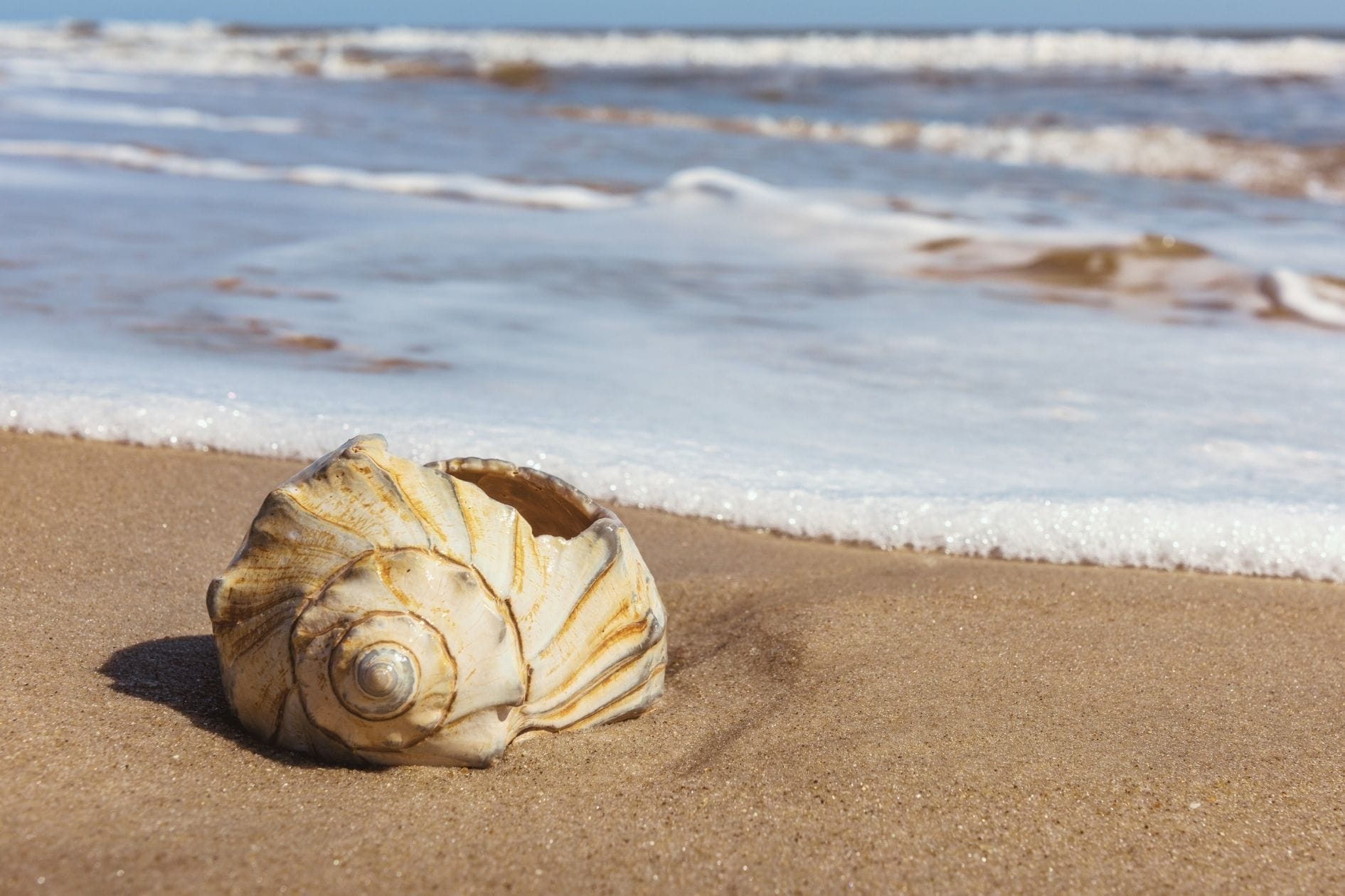 Shelling Secrets