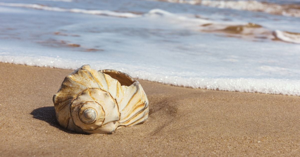 Shelling