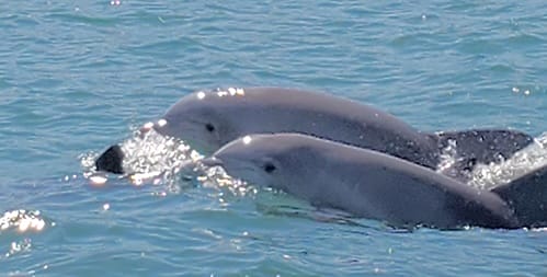 Dolphins
